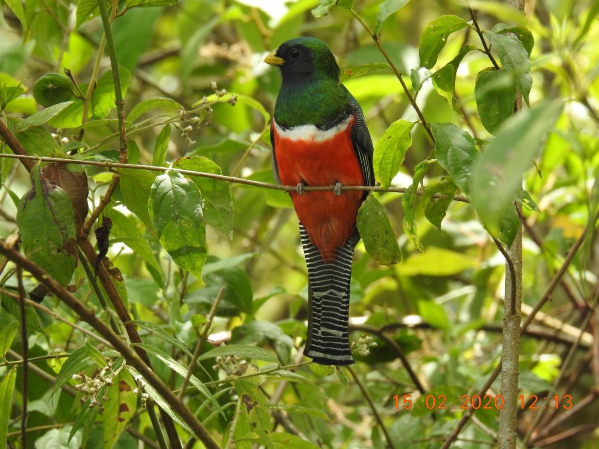 Miriam'S Quetzals Lodge San Gerardo de Dota Extérieur photo