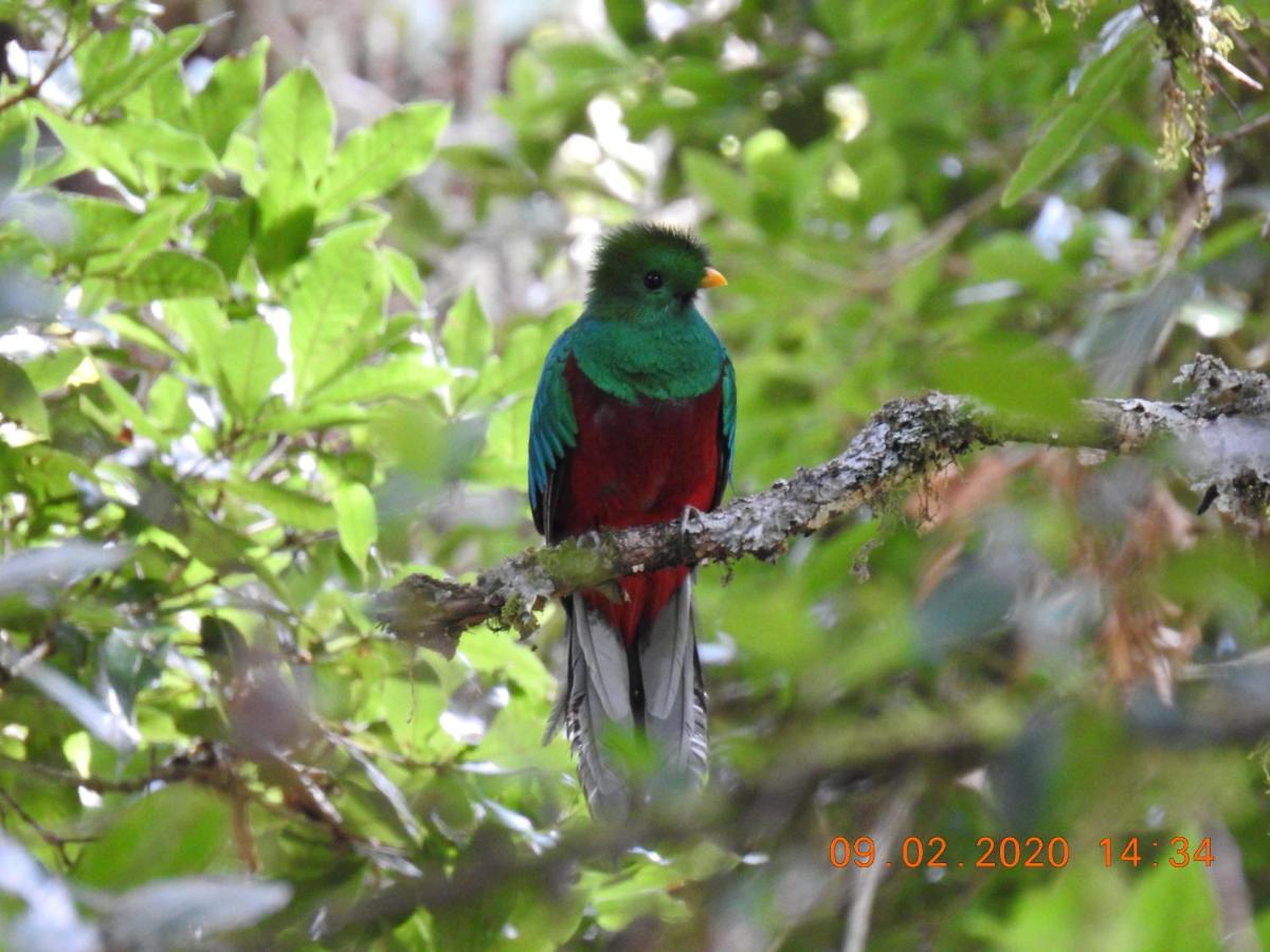 Miriam'S Quetzals Lodge San Gerardo de Dota Extérieur photo