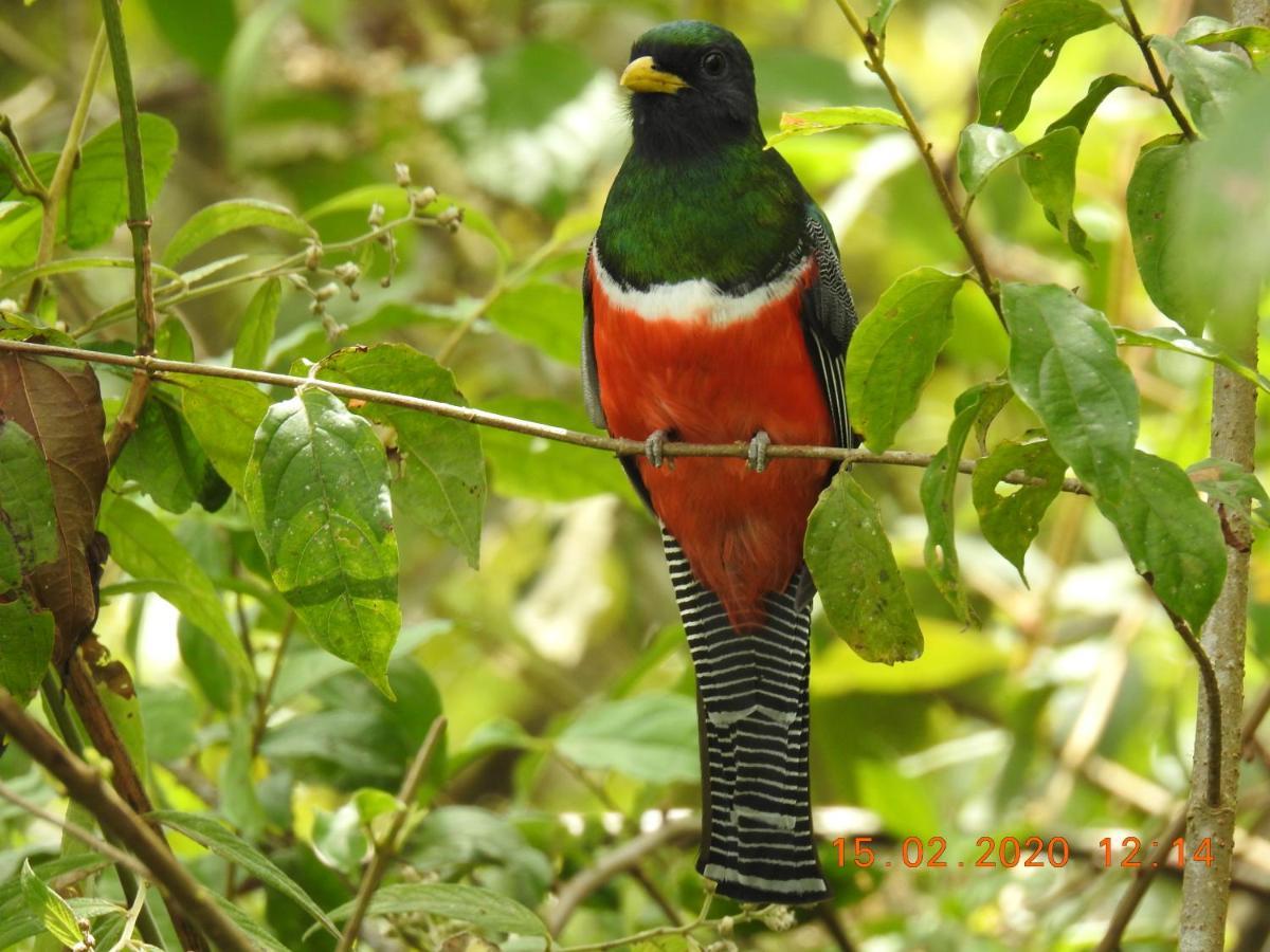 Miriam'S Quetzals Lodge San Gerardo de Dota Extérieur photo