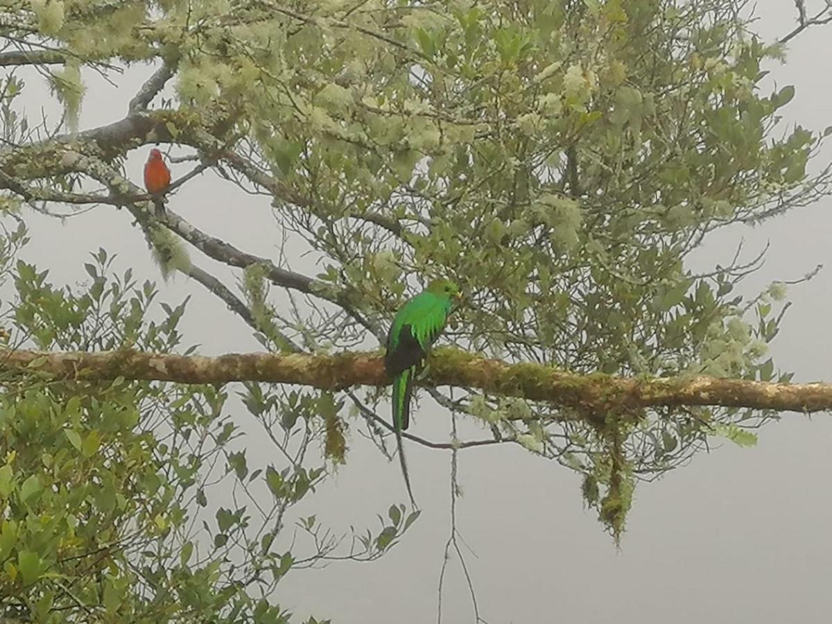 Miriam'S Quetzals Lodge San Gerardo de Dota Extérieur photo